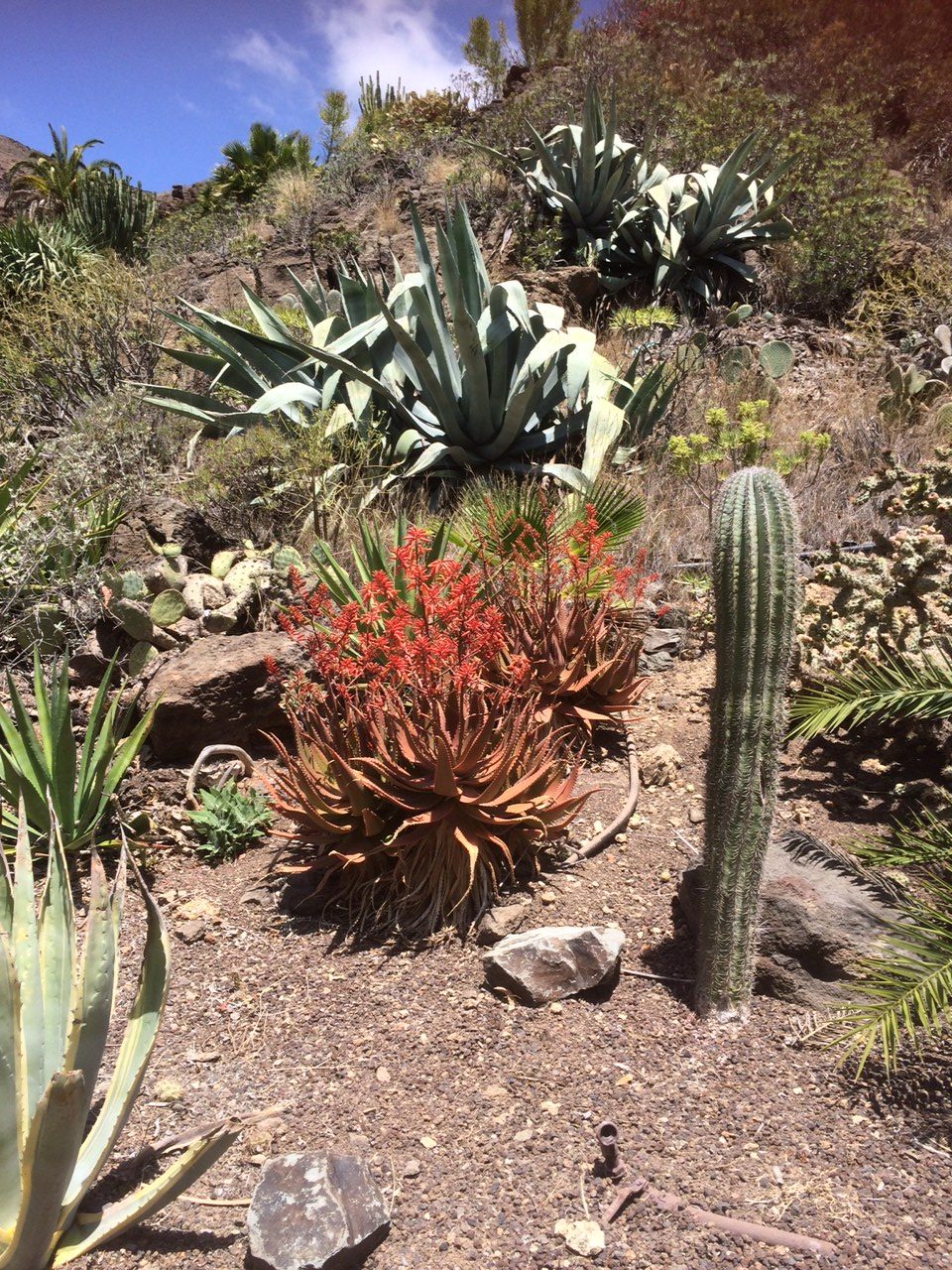 Vegetation at Palmitos Park