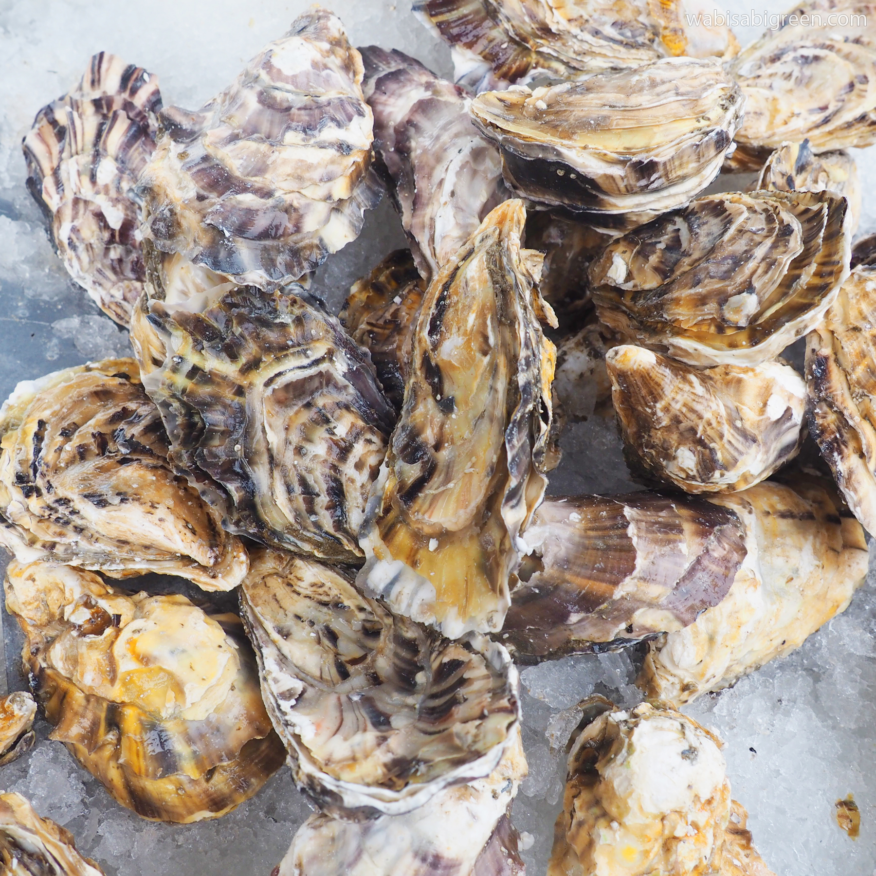 Oysters at Tuna Harbor Dockside Market