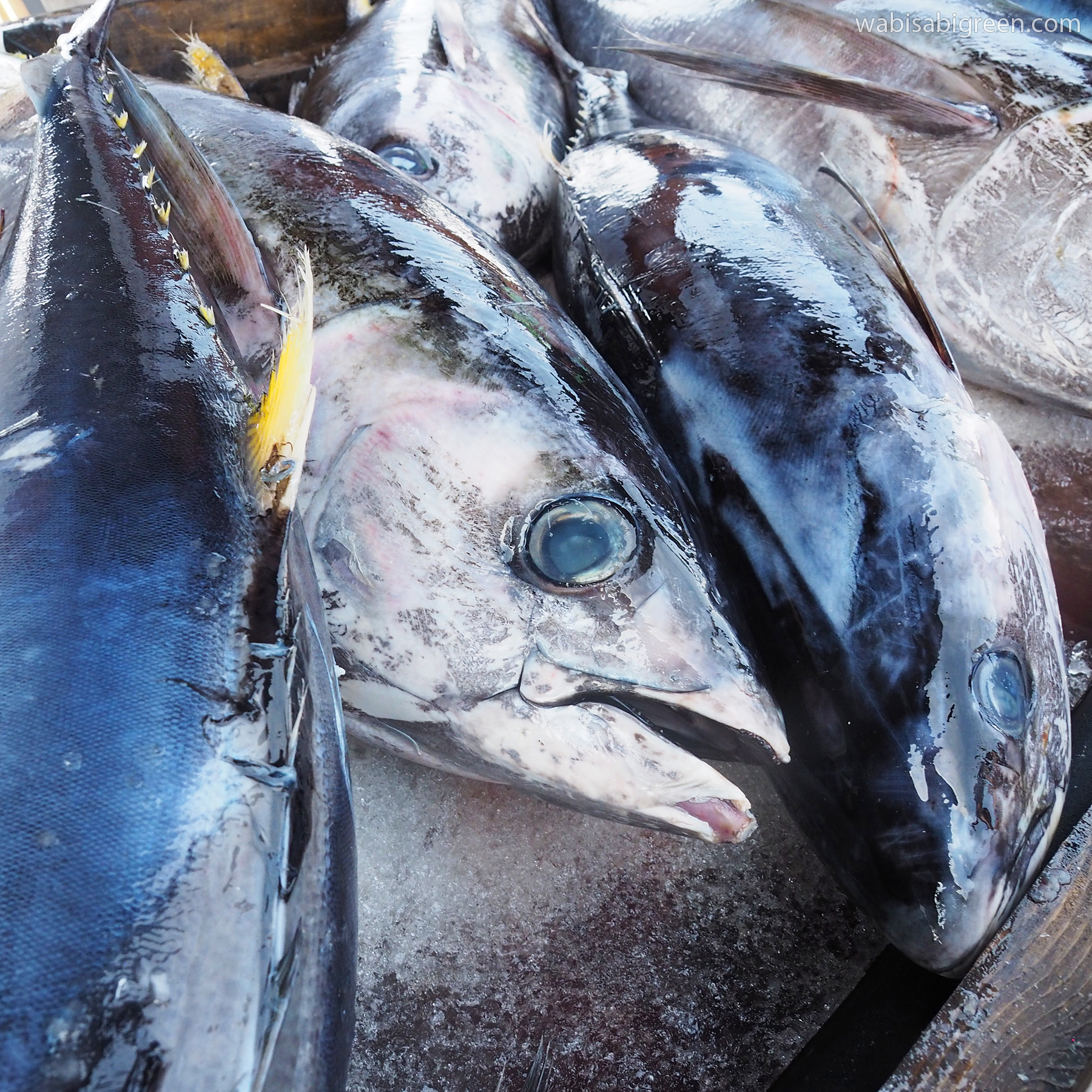 Yellow Fin Tuna